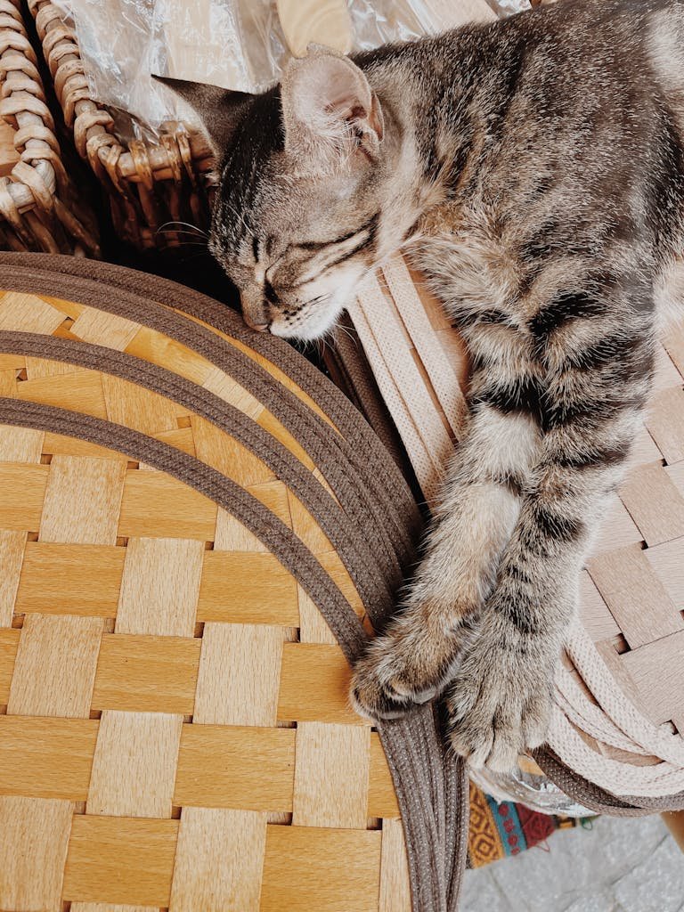 Cat Sleeping on Straw Rugs