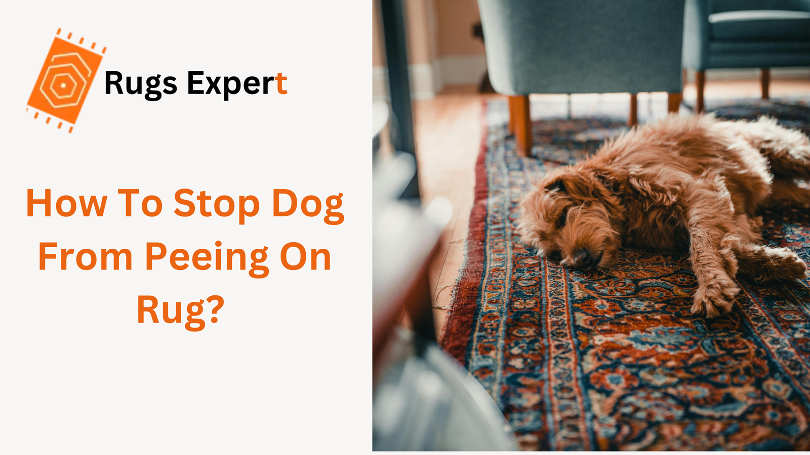 how to stop dog from peeing on rug? and a dog on carpet